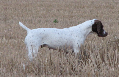 De la louviere en champagne - Tous les résultats de FIELD TRIAL sur 7-actu.com