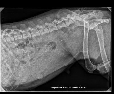 De la louviere en champagne - RADIOGRAPHIE à J-15