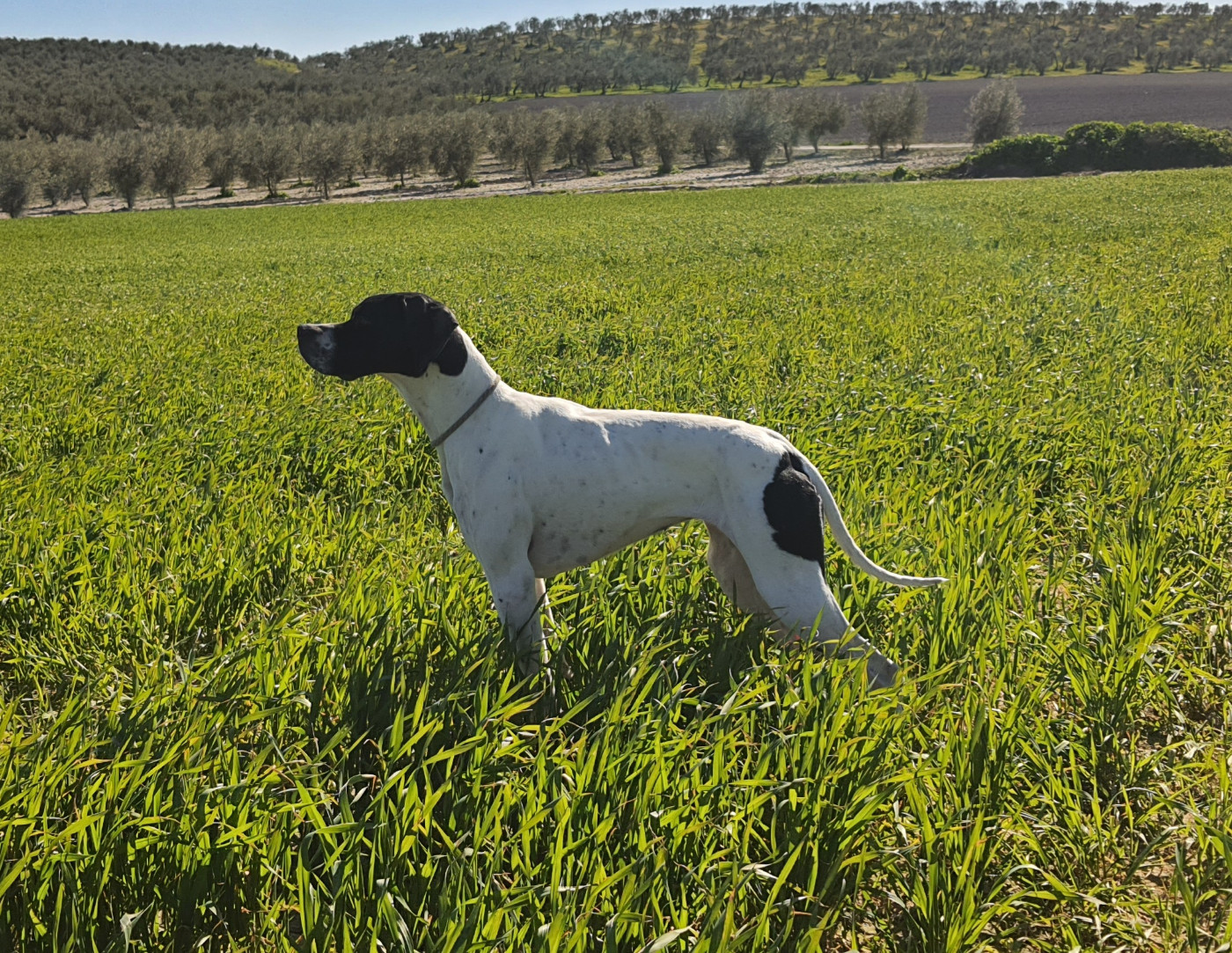 TR. CH. Rahya of Black And Sand