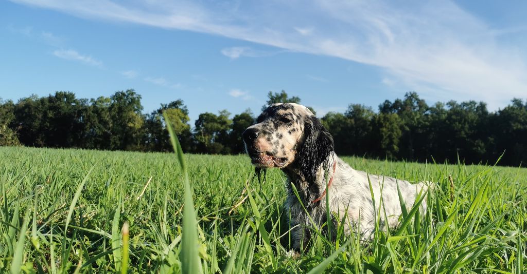 Siam des terres de lude