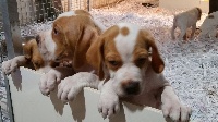 MAÏA